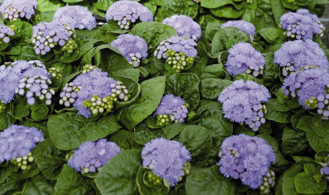Ageratum - One of the Plants that repel mosquitoes