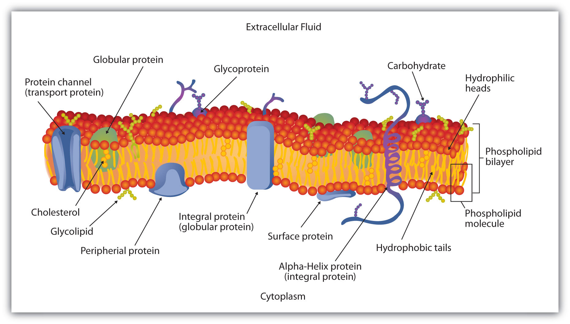 Schematic Diagram of a Cell Membrane