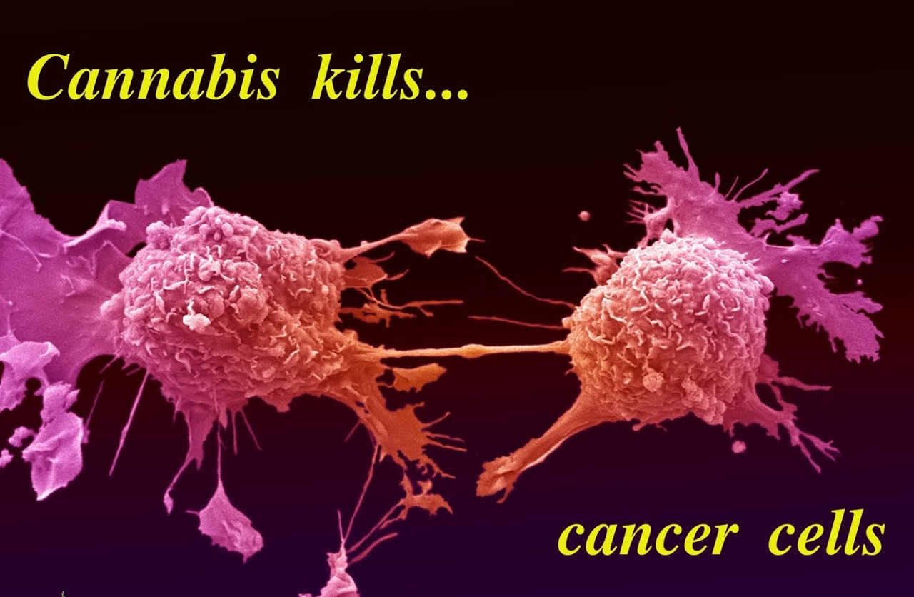 Cannabis Helps In Killing Cancer