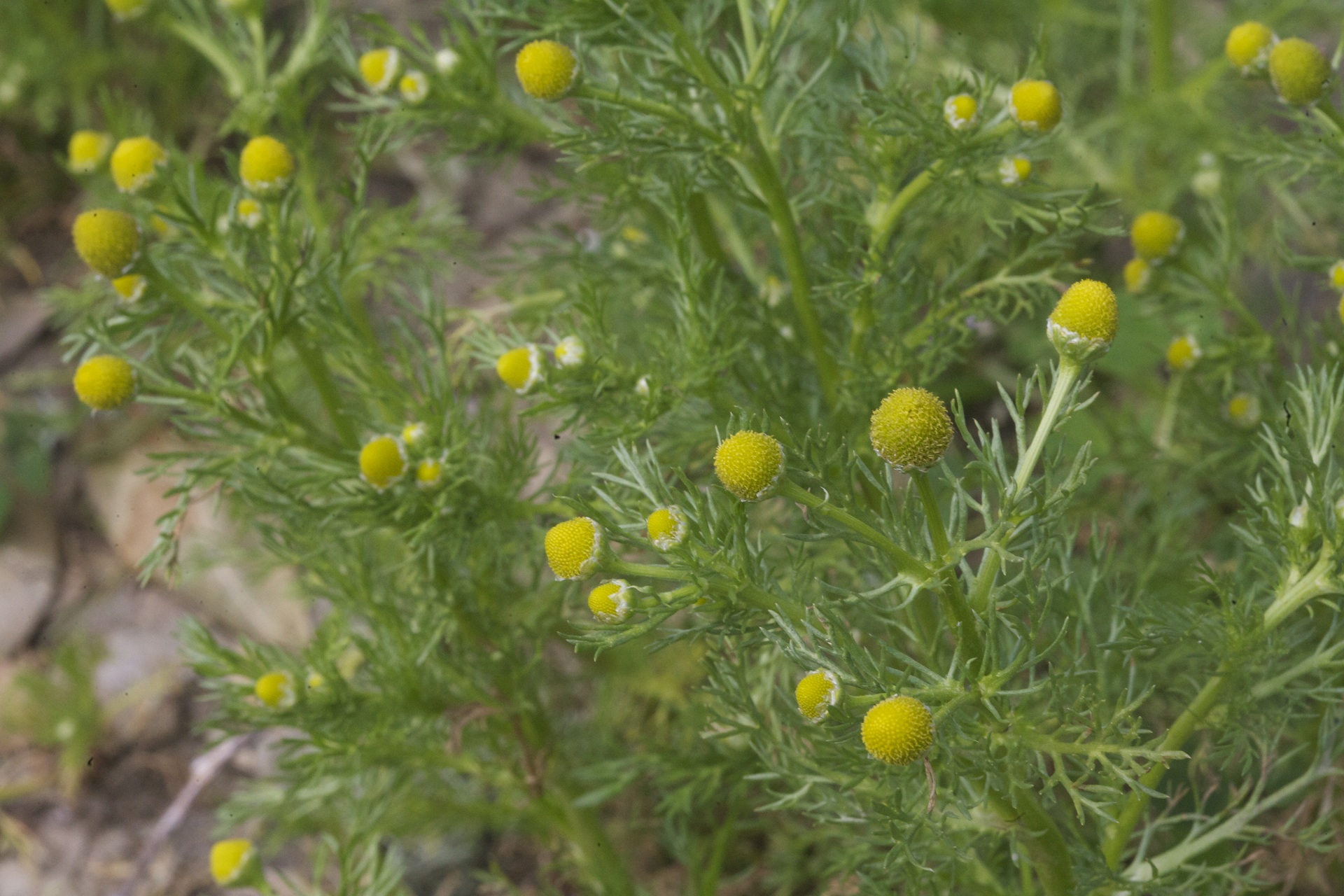 Plant Pineapple weed to keep mosquitoes away