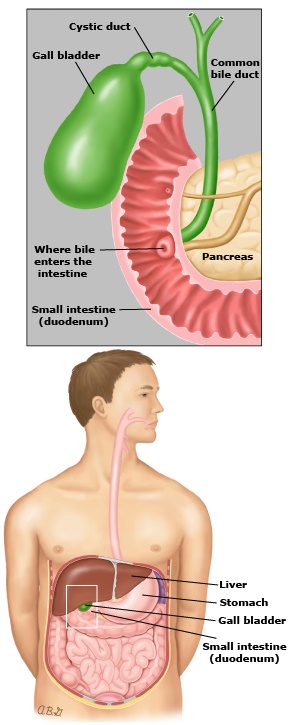 gallbladder location in body
