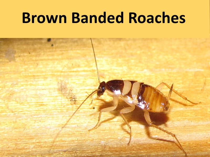 Brown Banded Roaches