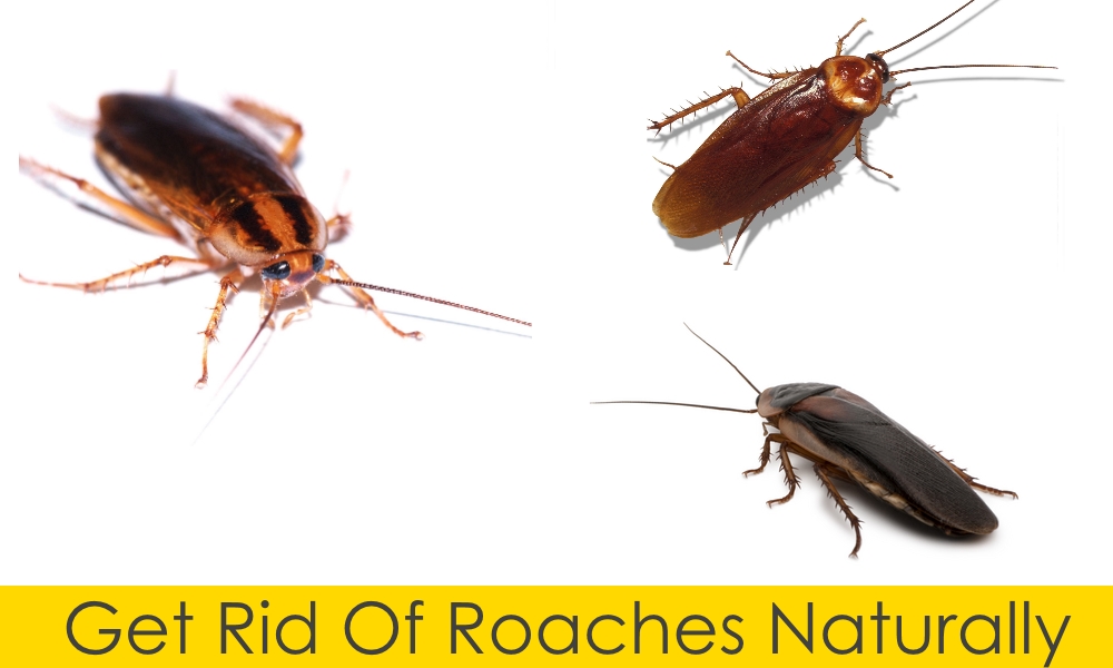 Get Rid Of Roaches Naturally
