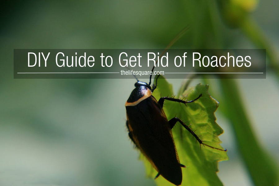 DIY Guide To Get Rid Of Roaches