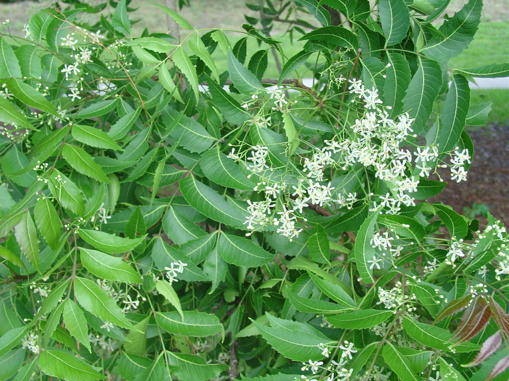 Neem-the-most-medically-useful-tree