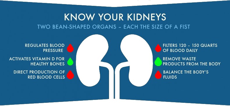 kidney cleanse facts