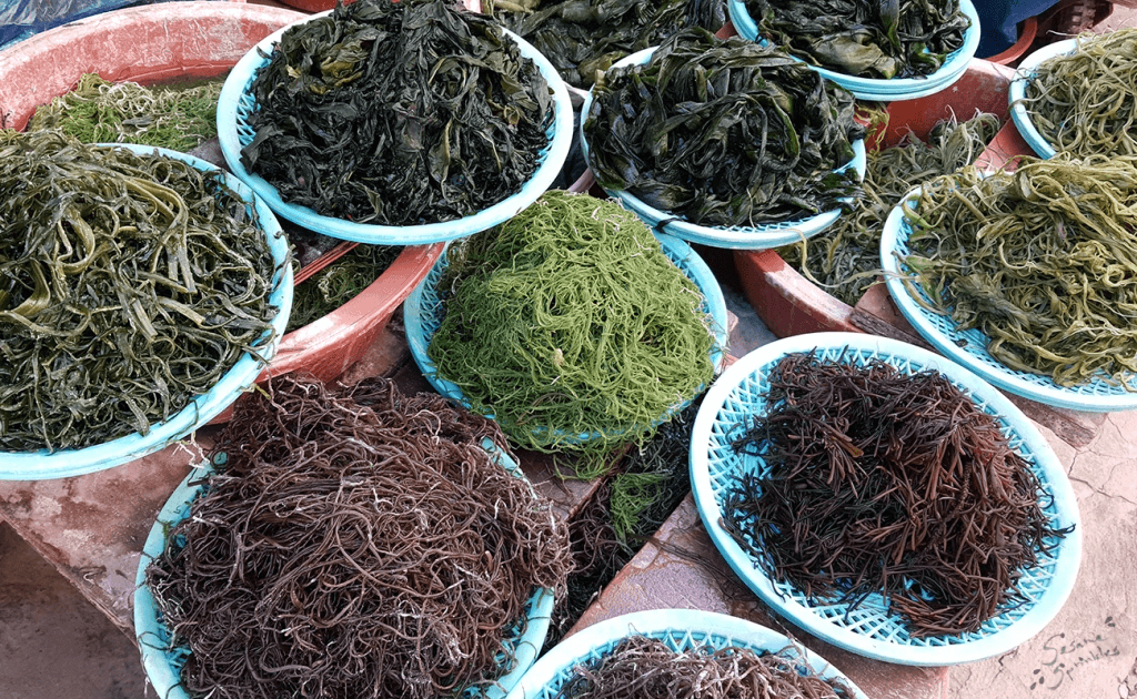 Different Varieties Of Seaweed