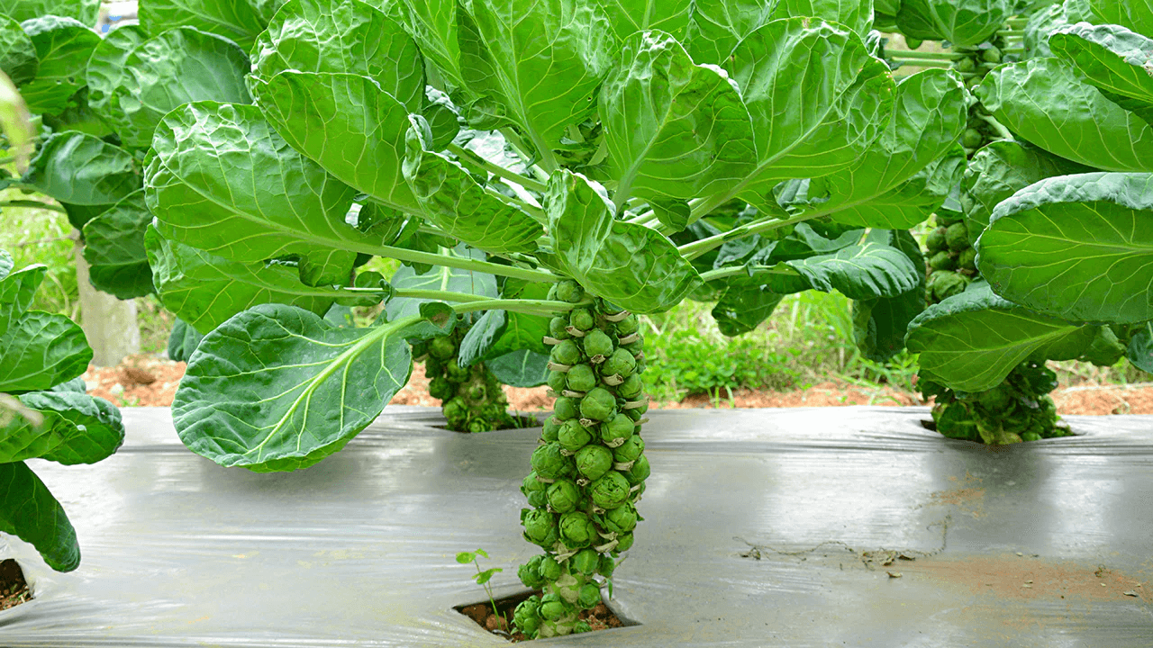 Brussels Sprouts